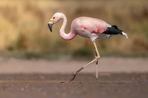 Flamenco andino