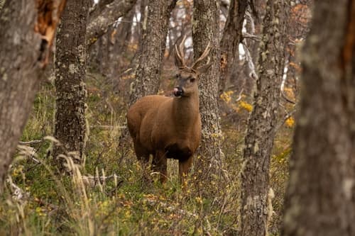 Huemul