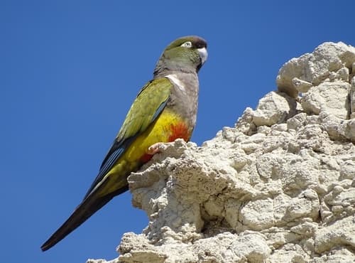 Loro tricahue