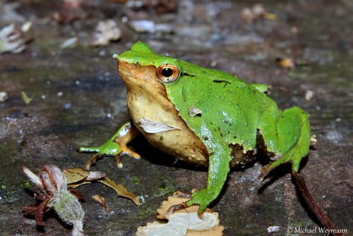 Rana de Darwin