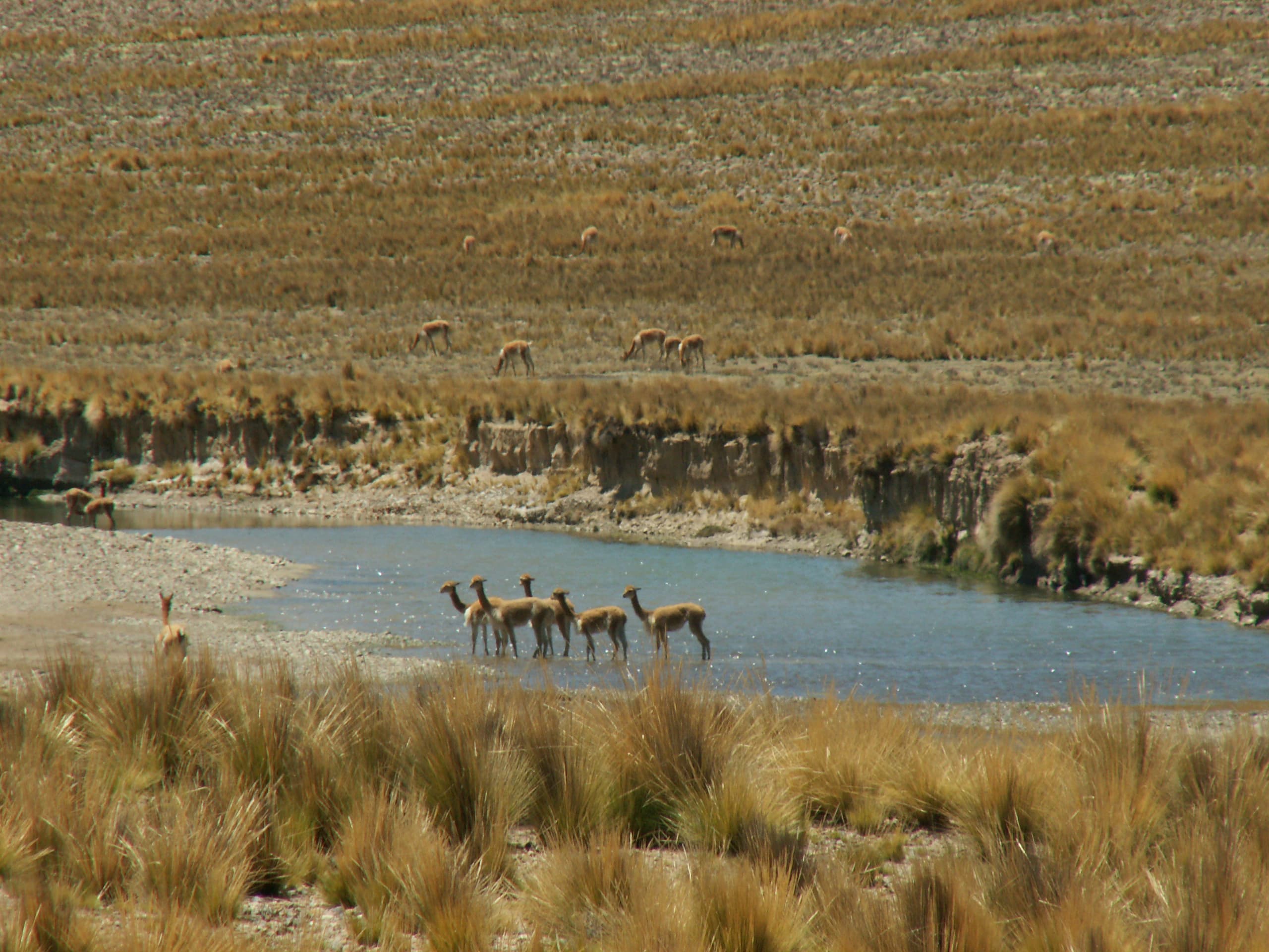 Pampa Galeras