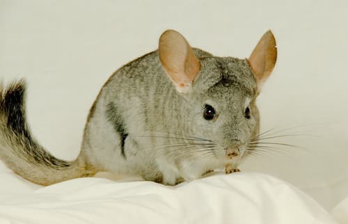 Chinchilla de cola larga