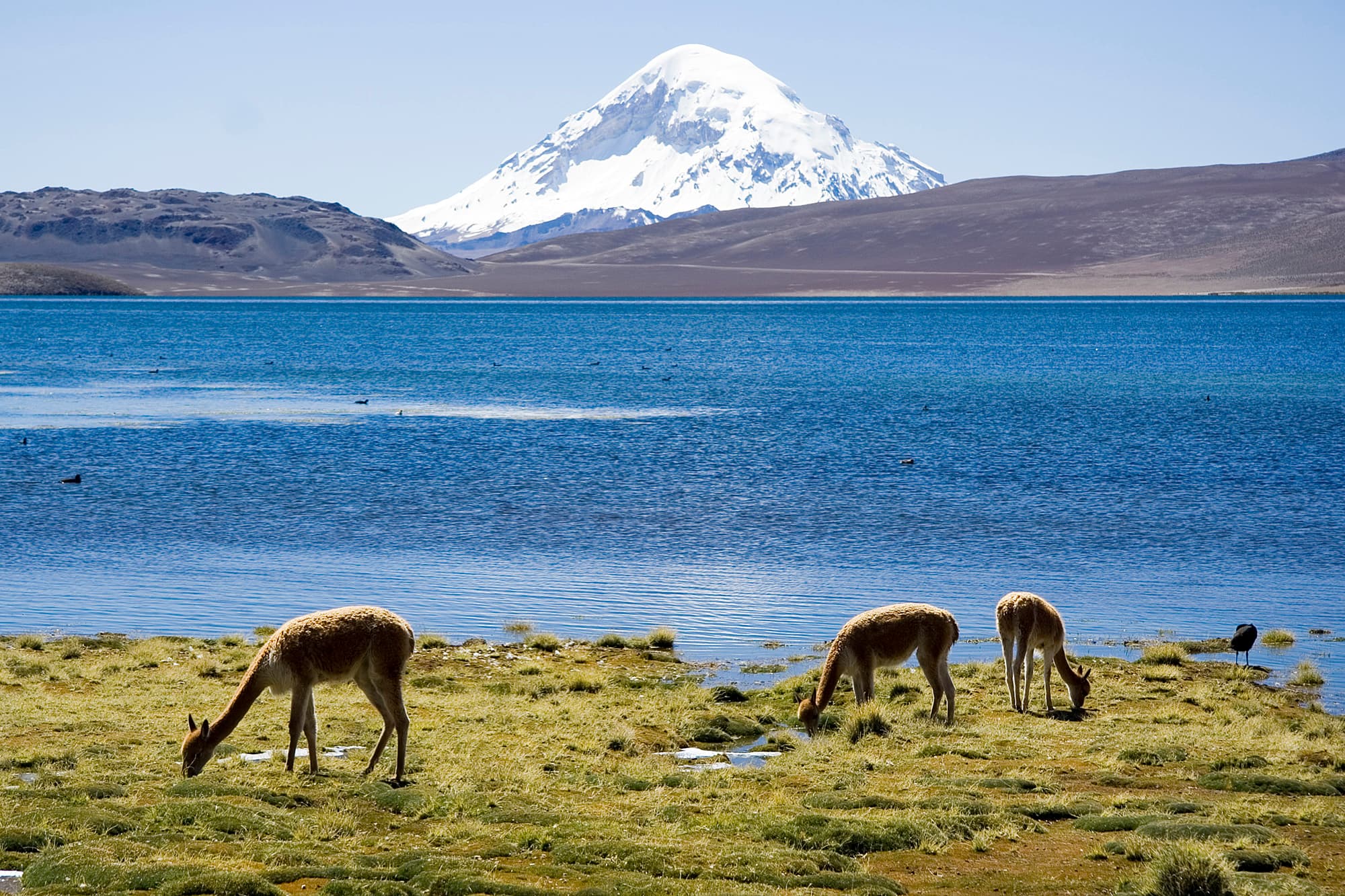 Lauca