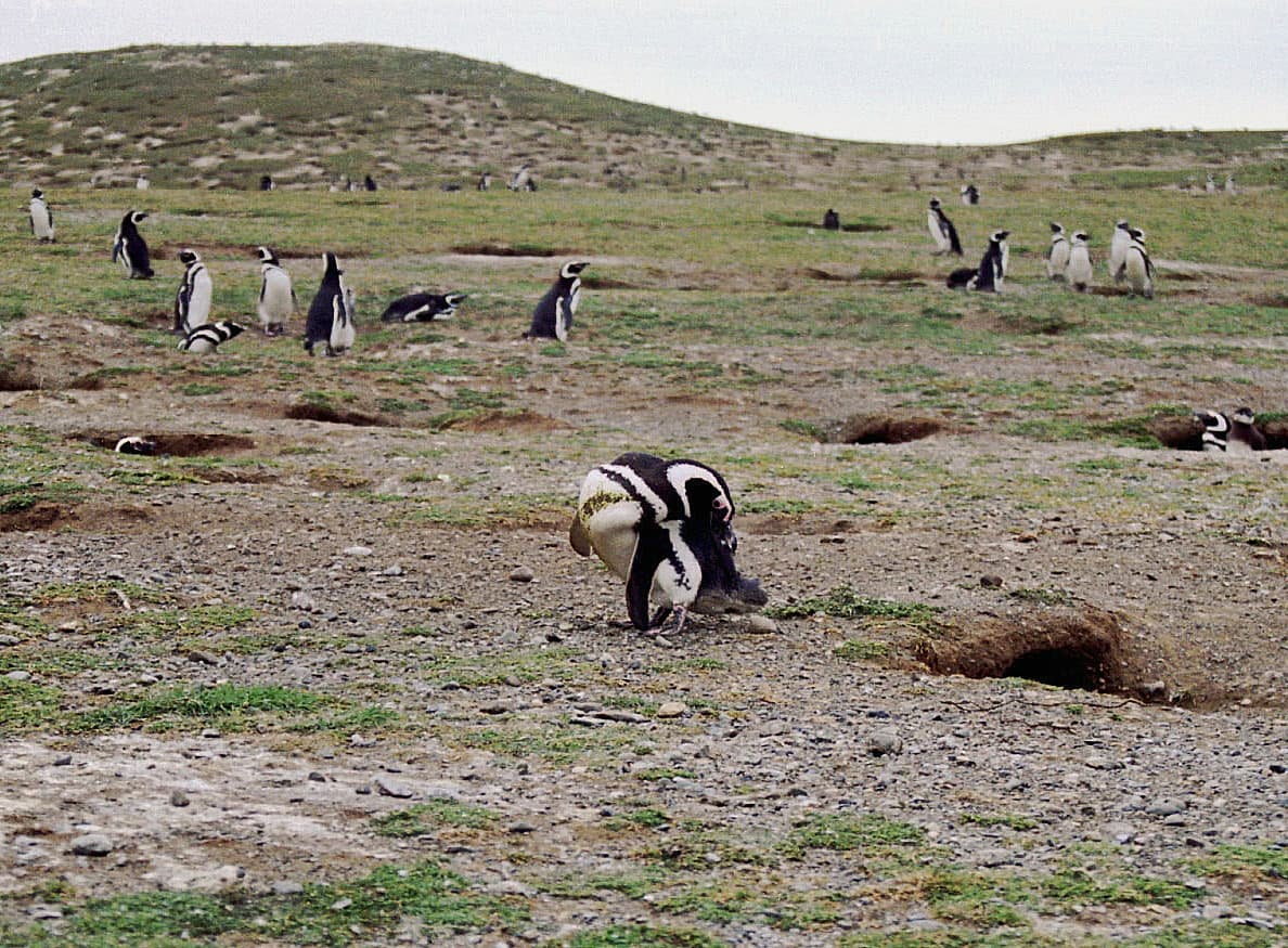 Los Pinguinos
